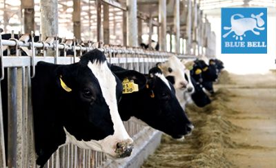 济南蓝贝尔工贸有限公司