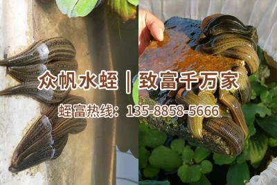 诸暨市众帆农业科技发展有限公司