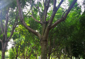 四川华美蓝花楹苗圃场