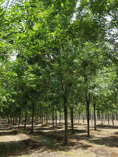 菏泽市润森苗木有限公司