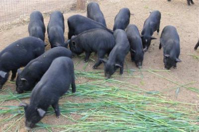 山东巴马香猪养殖场