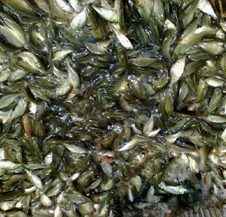 无为县三官殿水产苗种有限公司