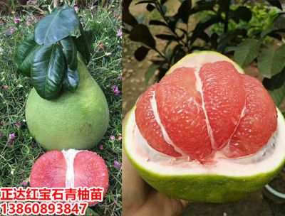 平和县正达蜜柚种苗有限公司