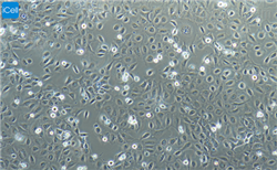 赛百慷（上海）生物技术股份有限公司