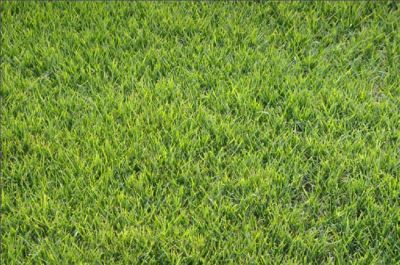 滁州市南谯区宇航苗木园艺场