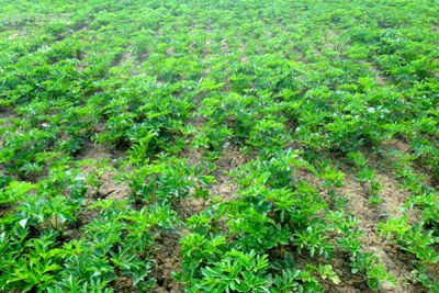 清原满族自治县丰源同星中药材种植专业合作社