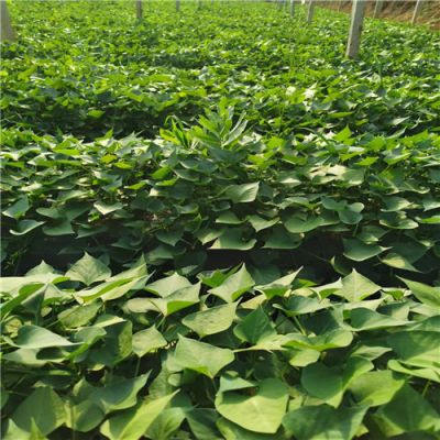 邹城市伟胜农作物种植专业合作社