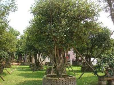 批发价格比市场