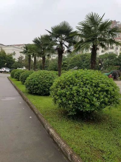 工程施工为一体大型成熟苗圃场