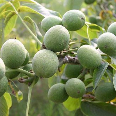 泰安开发区荣誉园艺场