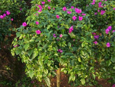 宜宾密禾园林绿化工程有限公司