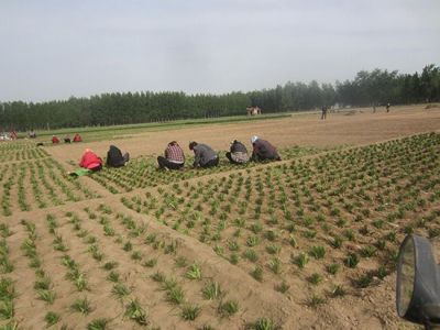 山东麦冬合作社