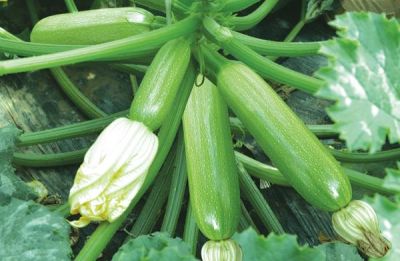 北京中创智丰国际种业有限公司