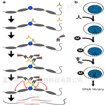 蓝景科信河北生物科技有限公司