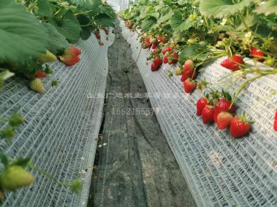 山东广进农业科技有限公司