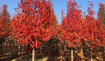 高密嘉烨农业科技有限公司