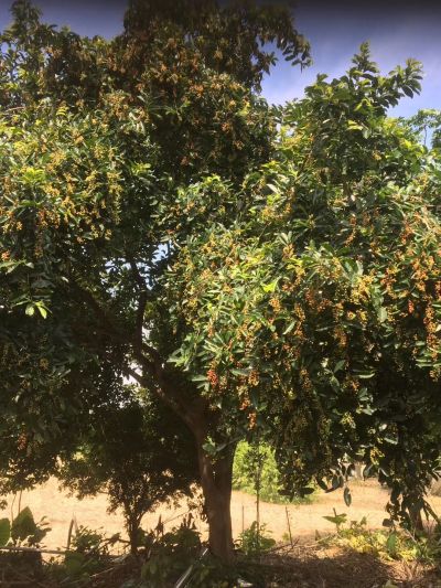 深圳市德龙园艺工程有限公司