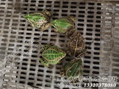 益阳市资阳区朱氏水产养殖专业合作社