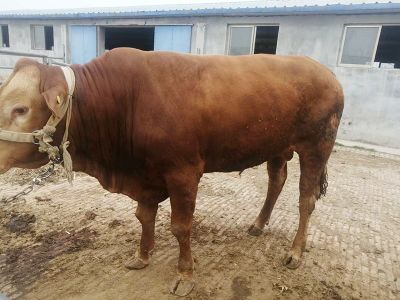 济宁兴云牧业有限公司