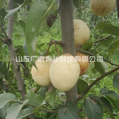 技术指导于一体的繁育场