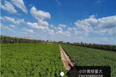 石家庄傻实在苗木有限公司