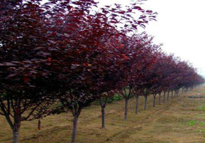 天津蓟州新城农业发展有限公司