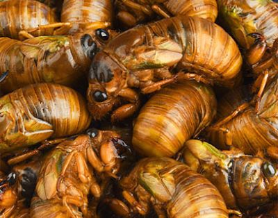 诸城市宏鹏金蝉养殖场