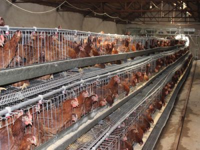 金乡禽业有限公司