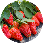 淮南植农种苗商贸有限公司