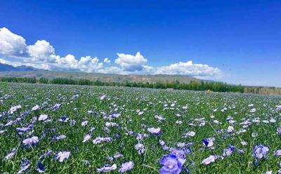深圳花卉网为广大的花友提供花卉市场
