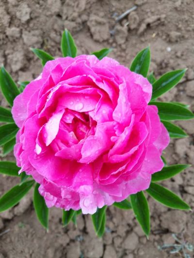 菏泽市牡丹园艺有限公司