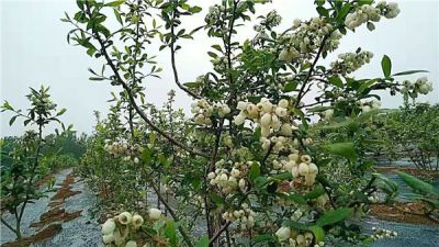 临沂龙泉生态蓝莓专业种植合作社