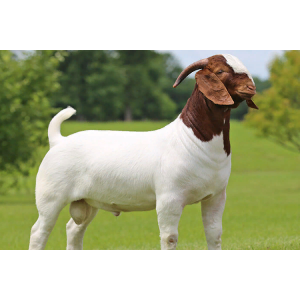 阜阳市继宽农场