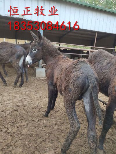 山东恒正牧业有限公司