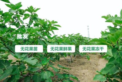 威海青皮无花果种植专业合作社