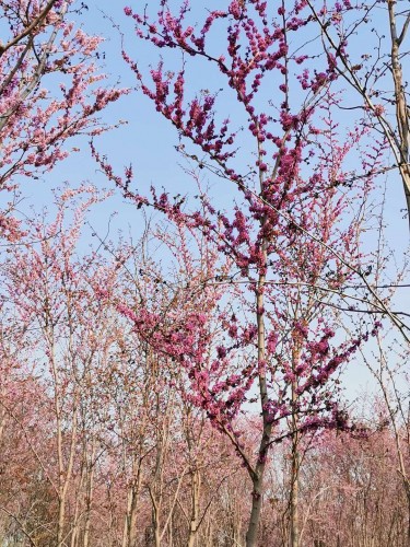 昌邑市兴华农场