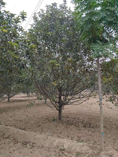 菏泽立冠市政园林工程有限公司