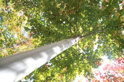 大连世纪园林景观工程有限公司