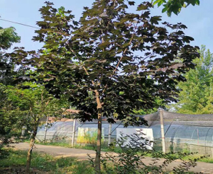 青州振邦绿化有限公司