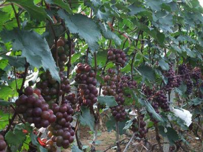 晋州市绿康果品苗木合作社