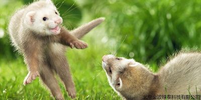 北京金波绿泰科技有限公司