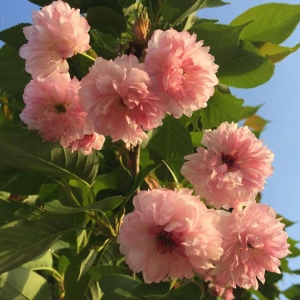 日照绿影园林有限公司