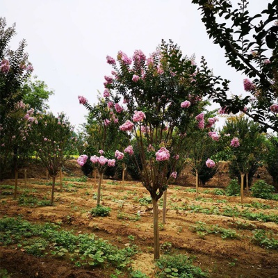 天津沄浩园林绿化工程有限公司