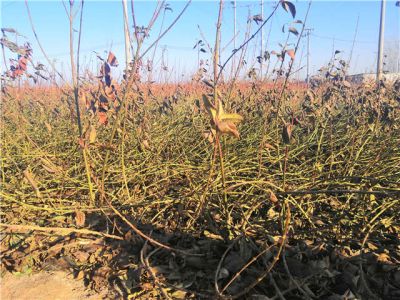 博野县华硕苗圃场