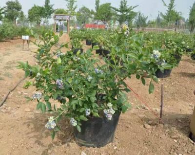 金牛垛蓝莓专业合作社