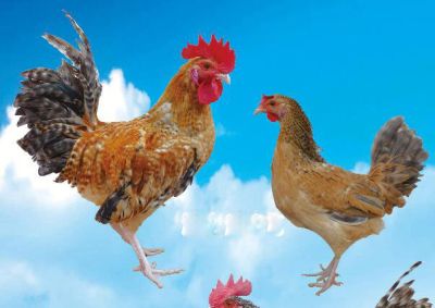 山东百日鸡家禽育种有限公司