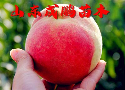 山东成鹏农业科技发展有限公司