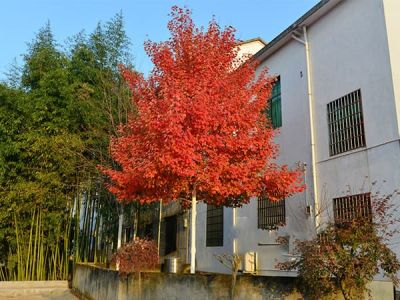 郯城季青园林工程有限公司