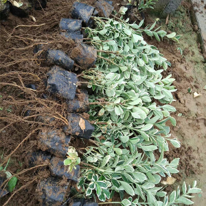 青州市英尧花卉苗木有限公司