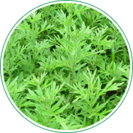 南阳阿兴家天然艾草制品有限公司